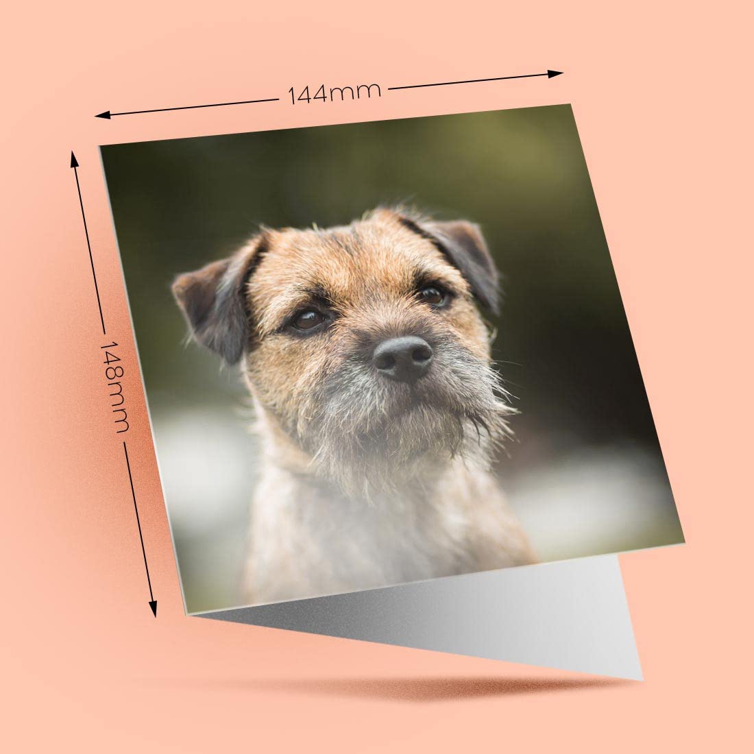 Biglietto D'Auguri Con Border Collie Marrone – Interno Vuoto, 144x148 Mm, Con Busta, Per Compleanno E Anniversario #8628