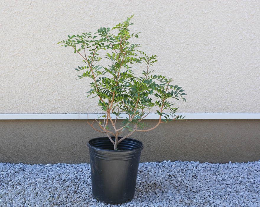 地植え可シンボルツリーとしても良いピスタチオリーブス Amazon|ピスタチア 常緑低木 レアプランツ 樹高 50-70cm 植木