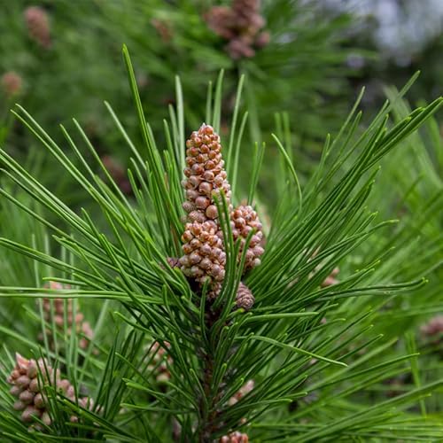 Myseeds.co Brand - World Of Fir, Pine, Spruce Tree Seeds For Bonsai, Hobby, Landscape, Ez-Pac You Choose Color (Scots Pine - 0.25 Oz) #TOP1