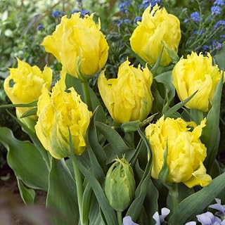 Monte Parrot Tulip Flower Bulbs - 10 Bulbs per Pack - Pleasantly Scented - Good as Cut Flowers - Easy to Grow Live Plants - Outdoor Garden