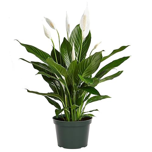 Miniatura 2 de Fertilizante profesional de lirio de la paz de grado de guardería de 4 libras, 6 meses, comida vegetal de spathiphyllum de liberación lenta