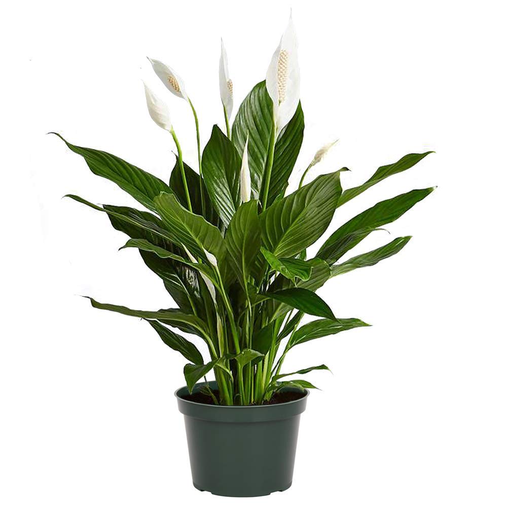 Amazon.com : Exotica Tropicals Professional Nursery Grade Peace Lily  Fertilizer 4 LB 6 Month Slow Release Spathiphyllum Plant Food : Patio, Lawn  & Garden