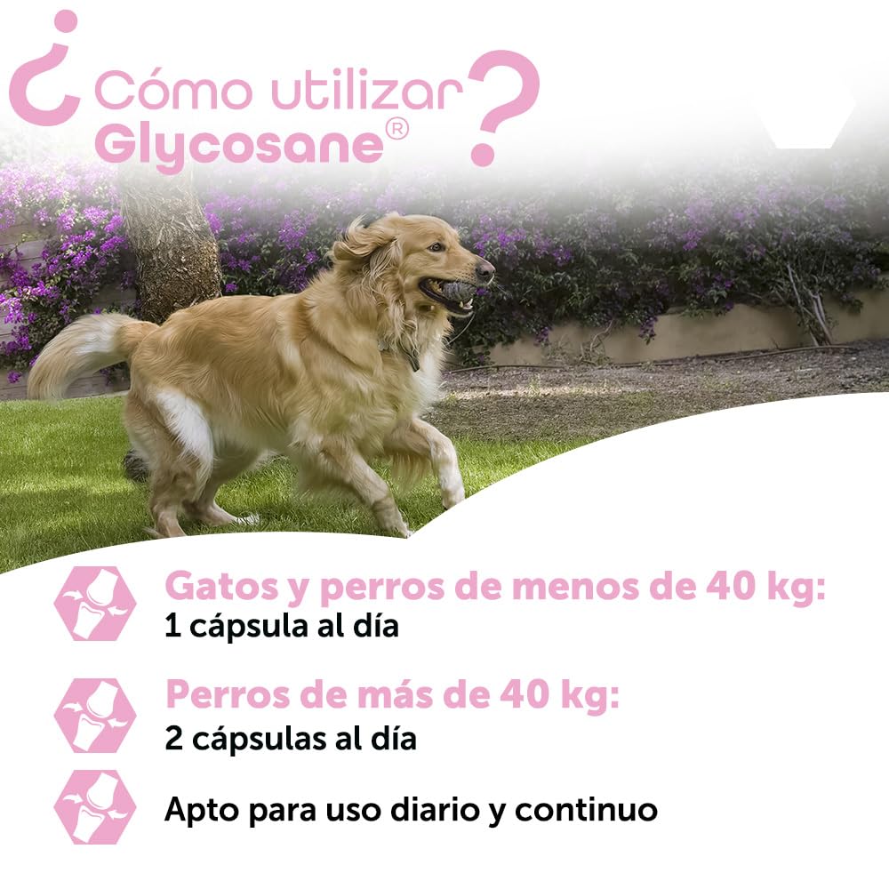 MP Labo Glycosane® 100 cápsulas - Mantenimiento de la función Articular - Perro y Gato