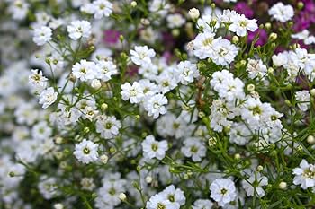 Amazon.com : Covent Garden White Baby's Breath Seeds