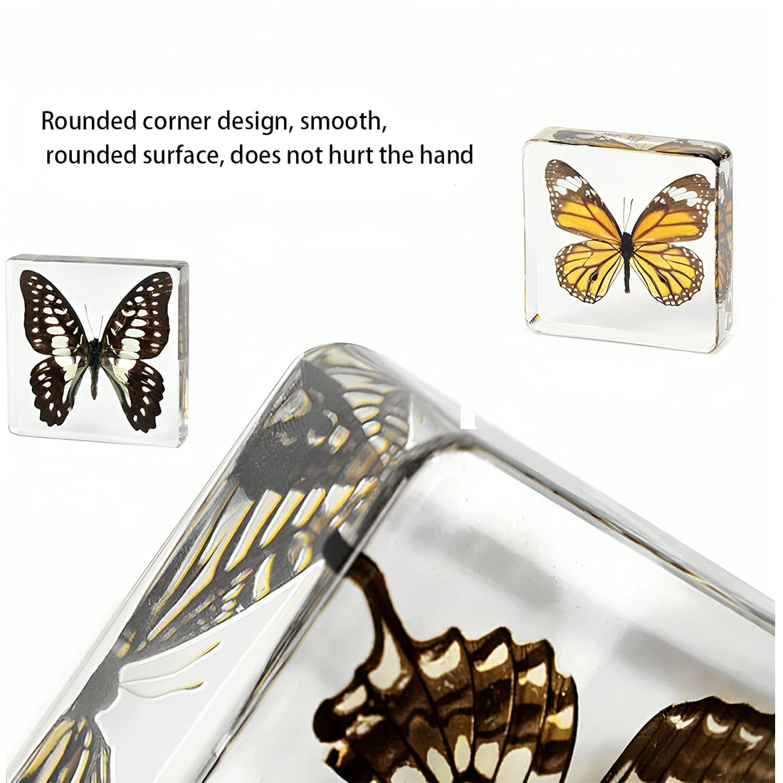 6 Pcs Verdadero espécimen de Resina de Mariposa, Insecto en la colección de Resina, taxidermia Mariposa para Preescolar, la Ciencia en el Aula y el hogar Muestra