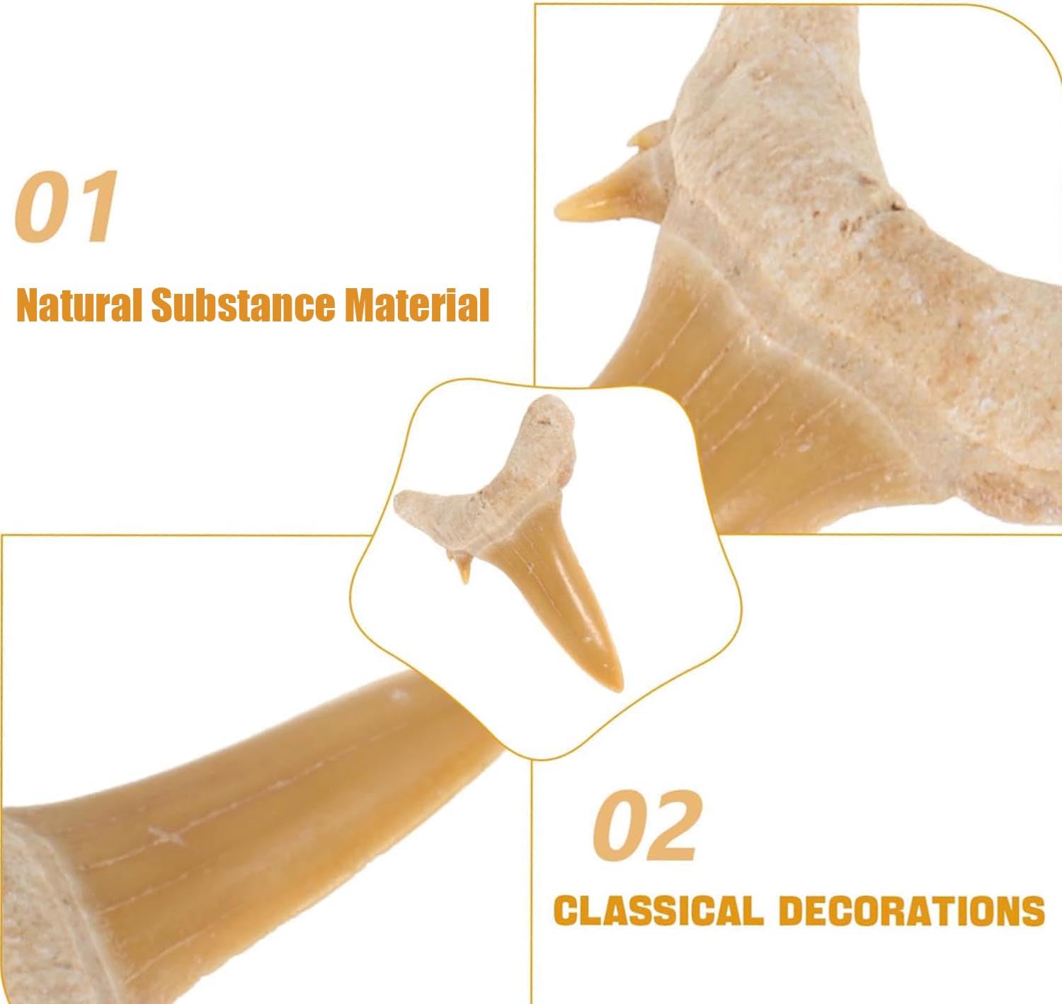 Fossiles Dents de requin Megalodon Lot de 4 dents de requin en pierres naturelles pour l'éducation, la décoration de la maison, cadeau pour enfants
