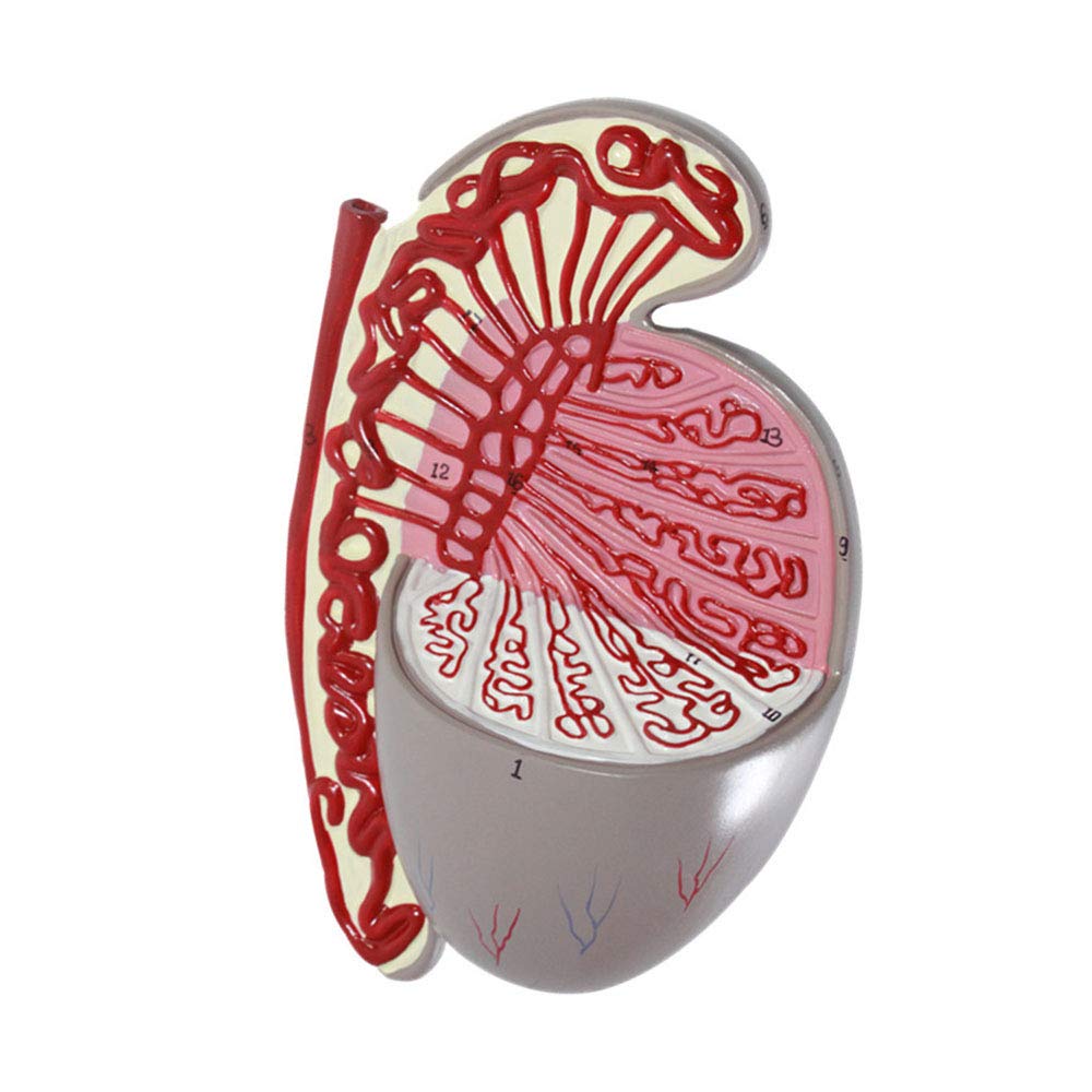 Anatomische Modelle, Anatomisches Modell der männlichen Fortpflanzungsorgane for medizinische Studien, Lehrmittel, Demonstration, wissenschaftliche Laborausrüstung