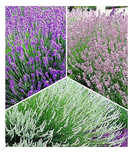 BALDUR Garten Winterharte Stauden Lavendel-Sortiment, 9 Pflanzen, blau, rosa, weiß, Duftlavendel, Lavandula angustifolia echter Lavendel, trockenresistent, mehrjährig, bienenfreundlich, blühend