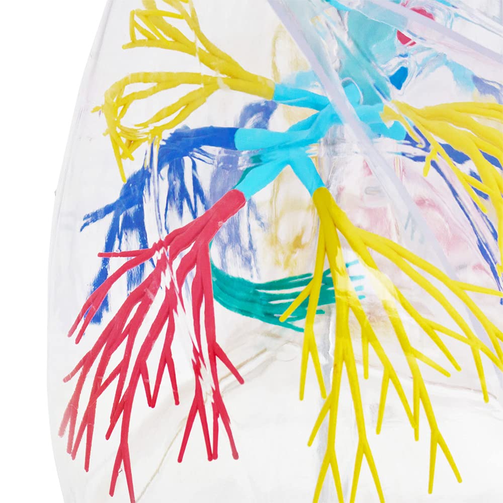 Anatomie Modell transparent Lunge des Menschen Anatomiemodell menschlicher Körper Anatomisches Menschliches Lungenmodell menschliche Atmungssystem Modelle MedMod