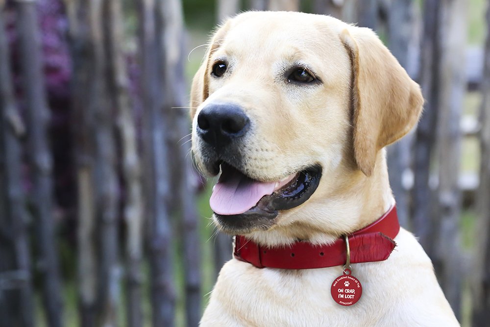 Dynotag® Médaille pour chien En métal Avec code QR Connexion Web/GPS