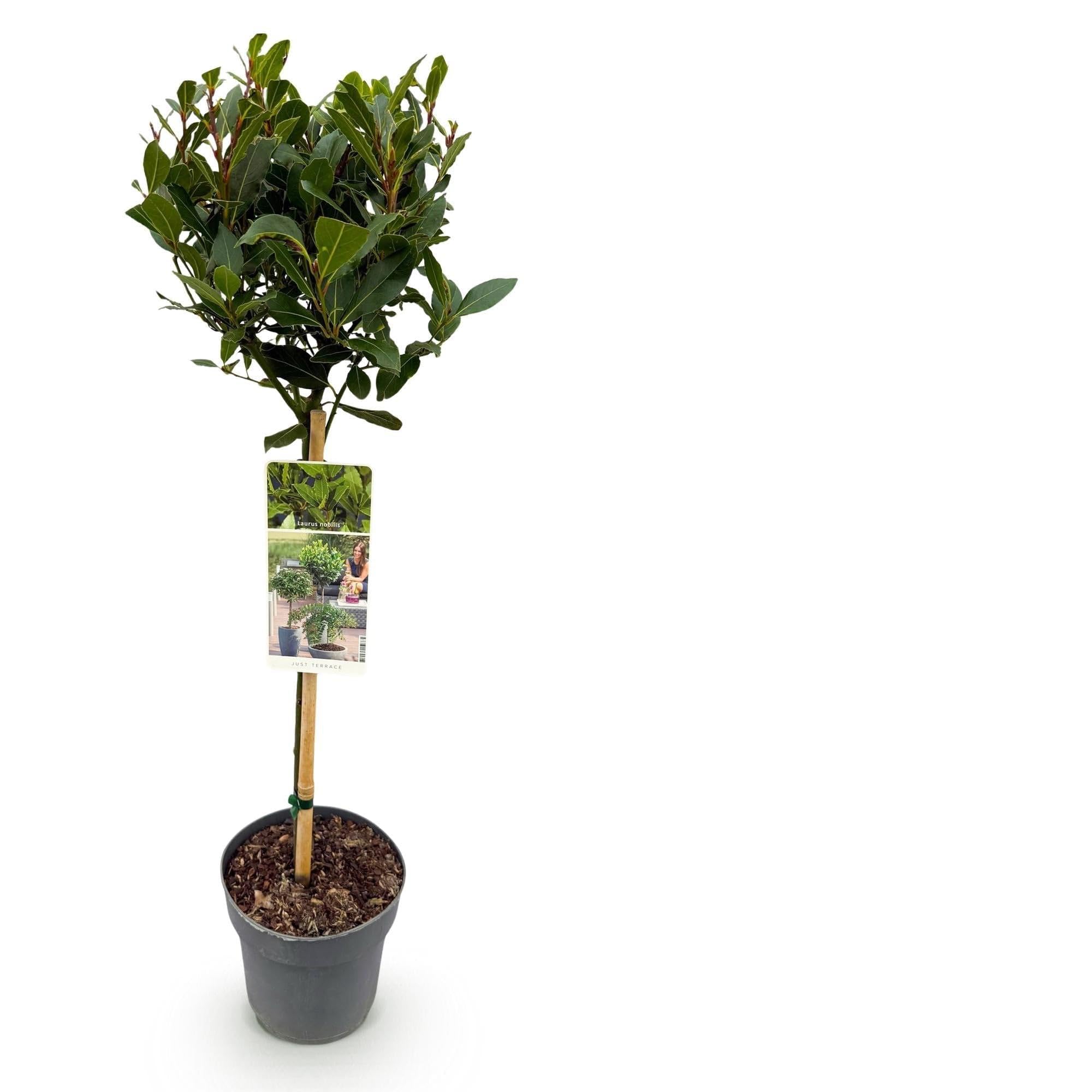 Laurus nobilis roślina łodygowa, wiecznie zielone drzewo laurowe, łatwa w pielęgnacji, Ø 19 cm, wysokość ok. 90 cm, śródziemnomorski klimat, na taras i balkon