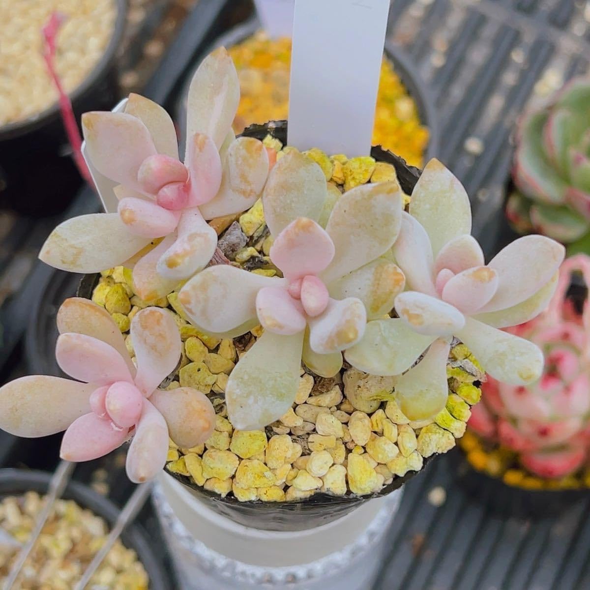 確認用 艶美人錦 多肉植物 パキフィツム Amazon.co.jp: !!多肉植物 パキフィツム 月下美人錦 p2 韓国苗