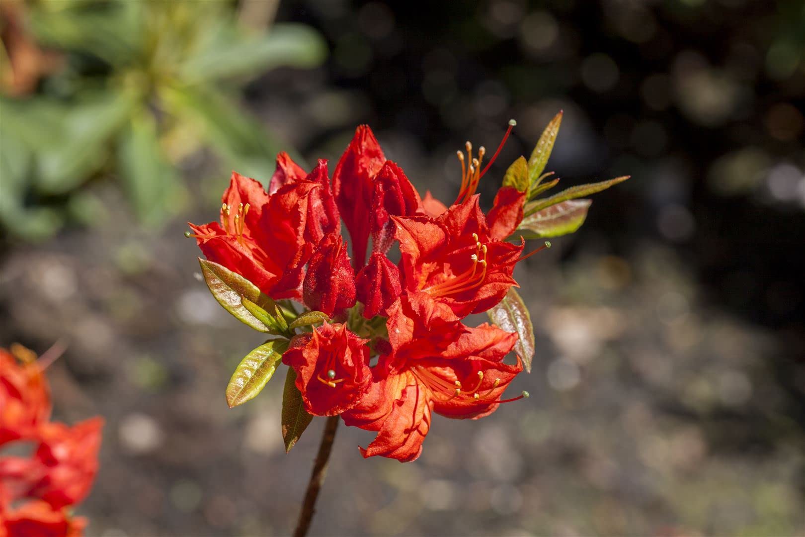 Azalia Rhododendron luteum Royal Command 60 cm pień mrozoodporny | Jasnożółty kwiat, pachnący, łatwy w pielęgnacji, idealny jako pasjans, przyciąga wzrok w grządce, wytrzymały, trwały