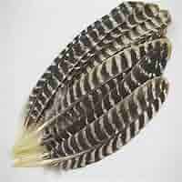 8月20日削除！ BIRDS OF A FEATHER 142 Natural Ostrich Feather Drabs | Buy 4-8 Inches Craft