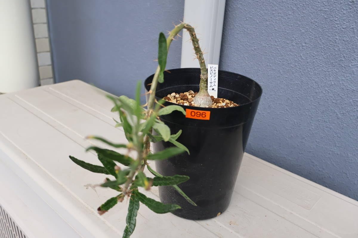 Amazon.co.jp: 発根済 パキポディウム ビスピノーサム 現地球