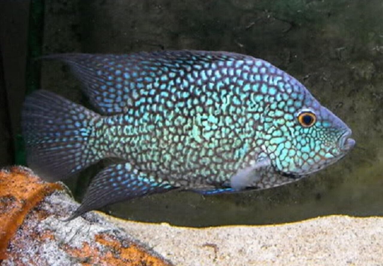 midkid Live Fish - 3 Electric Blue Carpintis Cichlid Live Freshwater Aquarium Fish