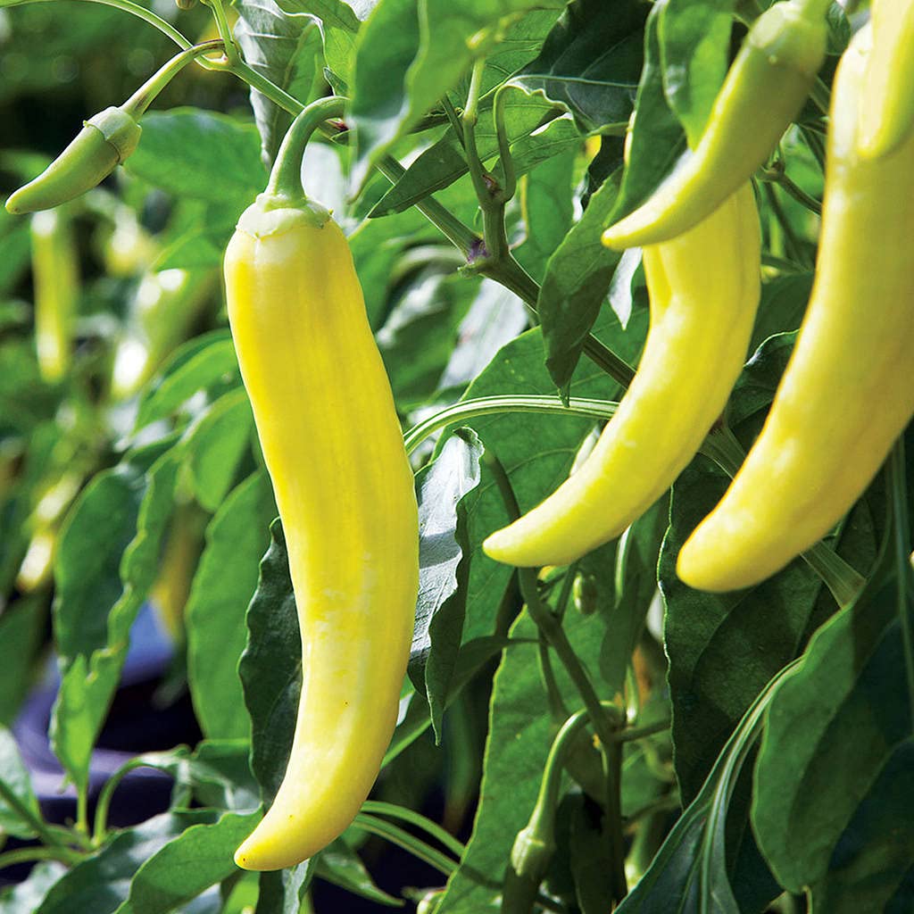 Nooelec Seeds India E Garden Sweet Banana Pepper Seeds- Organic Seeds (B01LK1V9JS) Amazon Price History, Amazon Price Tracker
