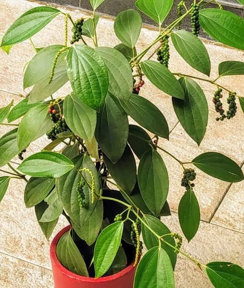 Rare Kali Mirch (Black Pepper) Live Plant – Healthy Evergreen Climber | (Pack of 1) Natural Spice & Medicinal Plant | Best for Home Garden & Outdoor Landscaping |-image-32