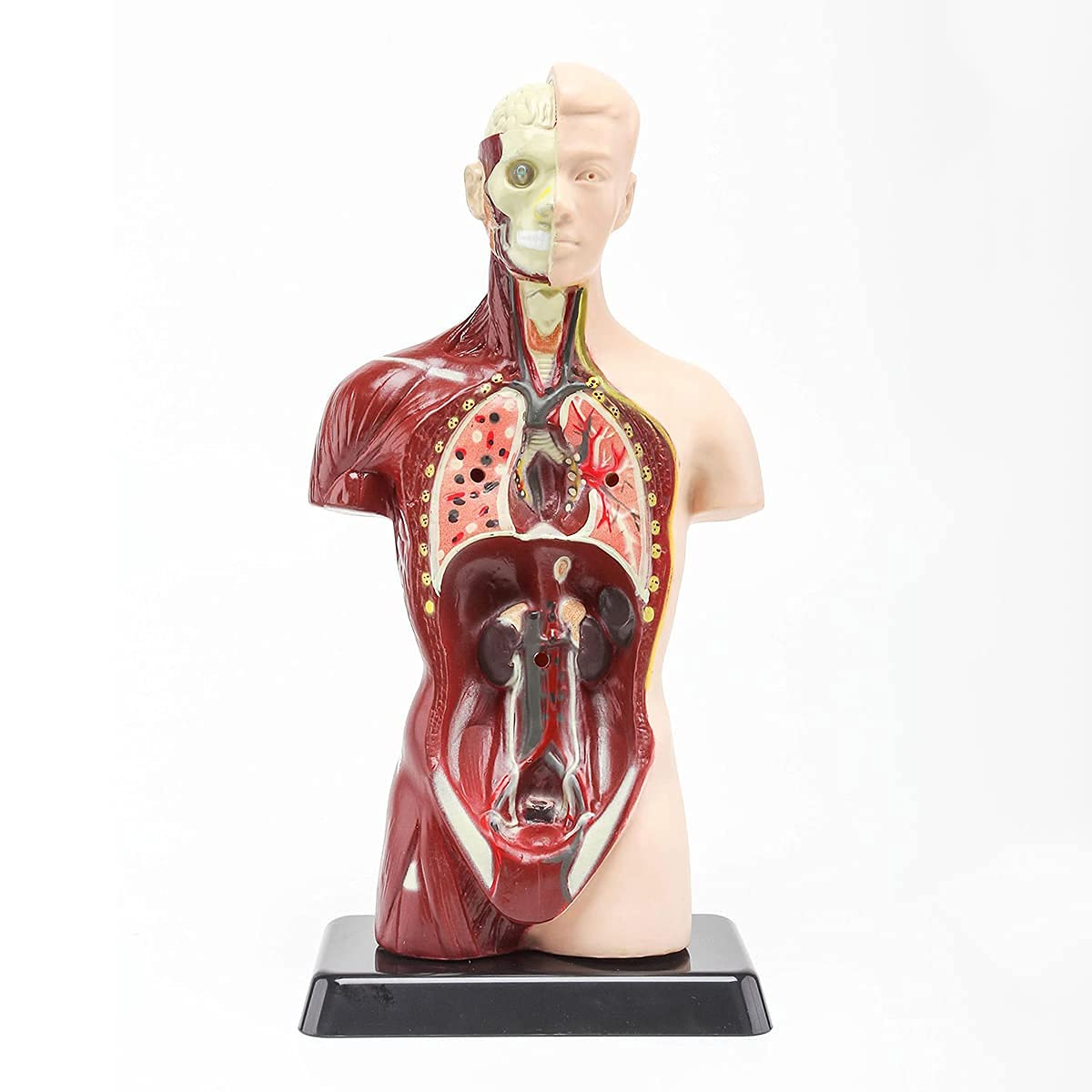 Buy Human Anatomy Model, 8 Detachable Parts, Human Torso Body Model