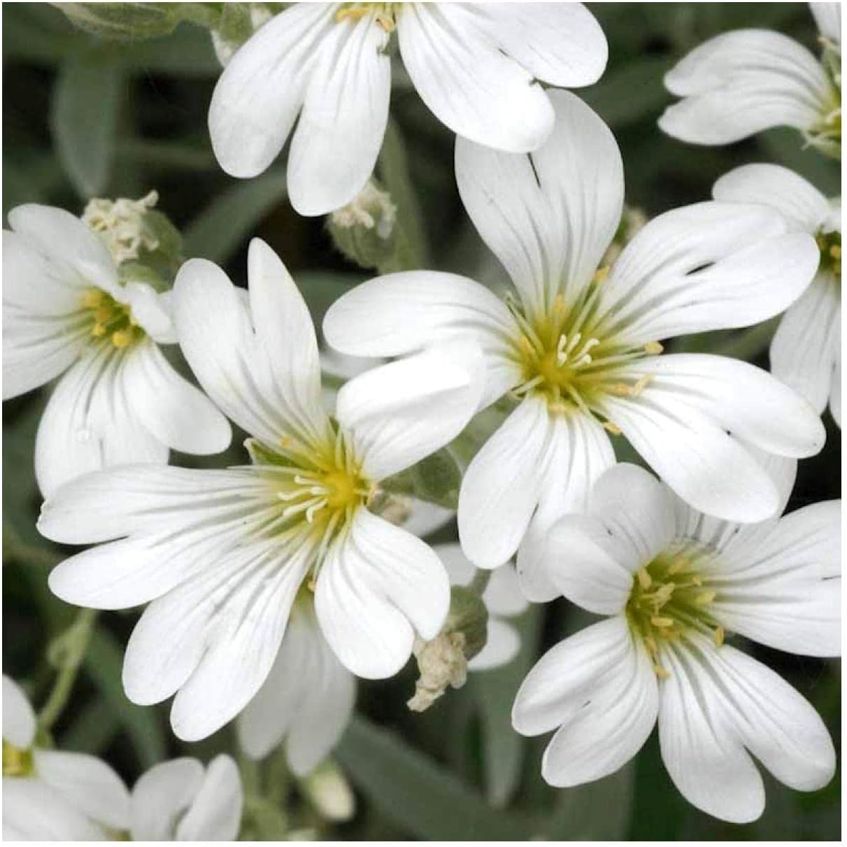 Everwilde Farms - 1/4 Lb Snow-in-Summer Wildflower Seeds - Gold Vault