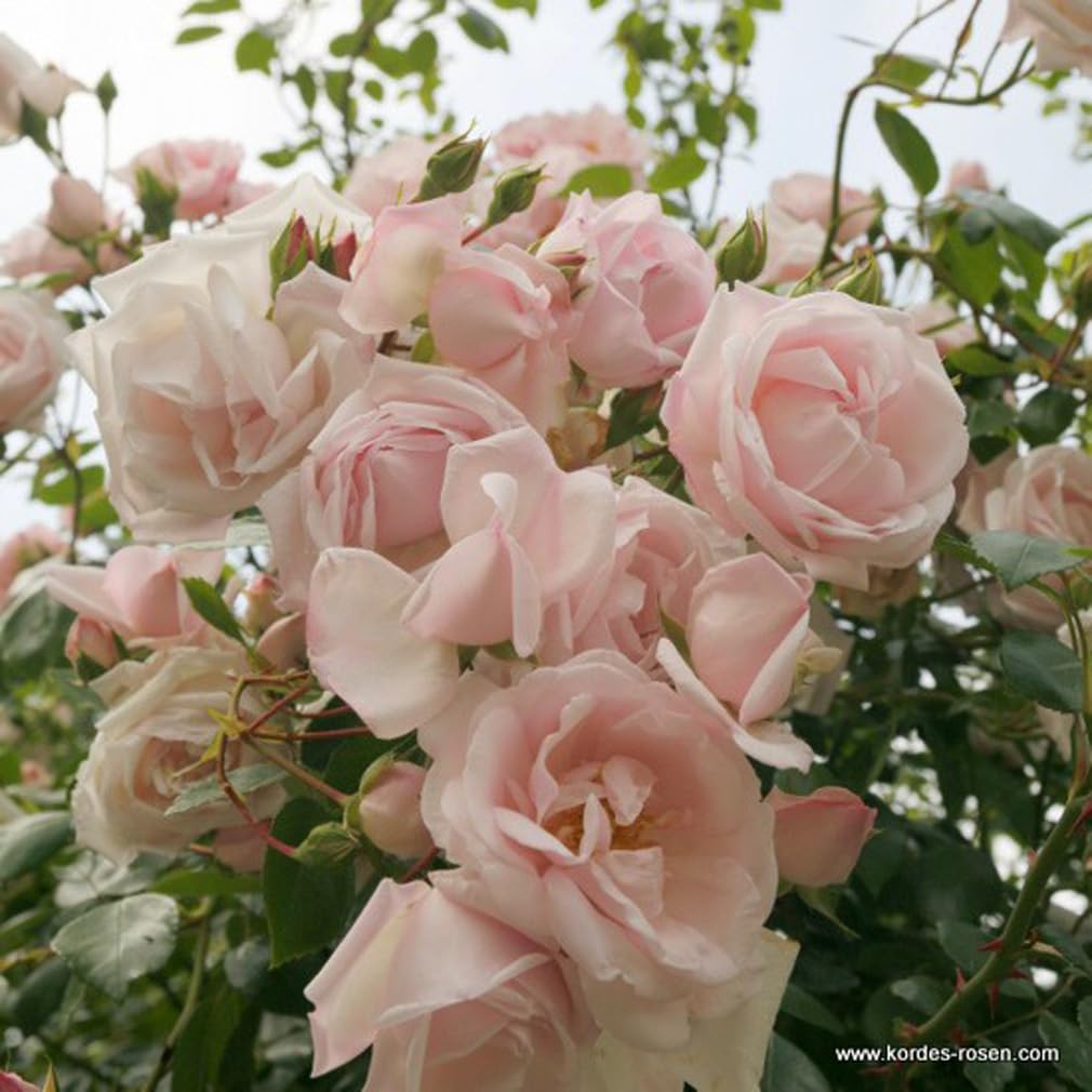 2 x Rose - Rosa 'New Dawn' Topf 25-30 cm - Die zeitlose Schönheit einer remontierenden Kletterrose