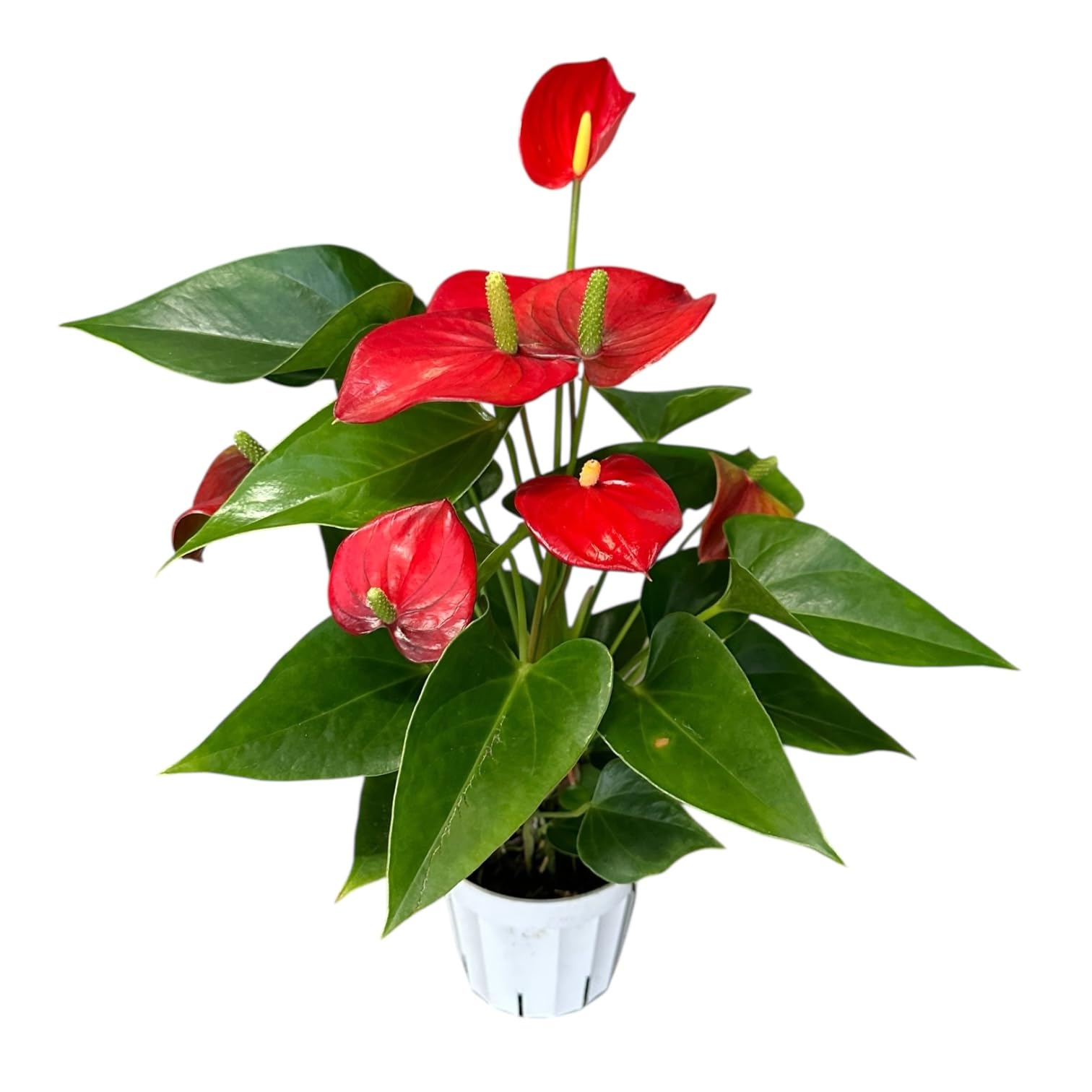 Red Anthurium by Hopewind Plants Shop