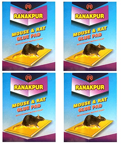 Ranakpur Mouse & Rat Trap with Peanut Butter Scent (Rat Catcher without Poistion) (4 Pcs)