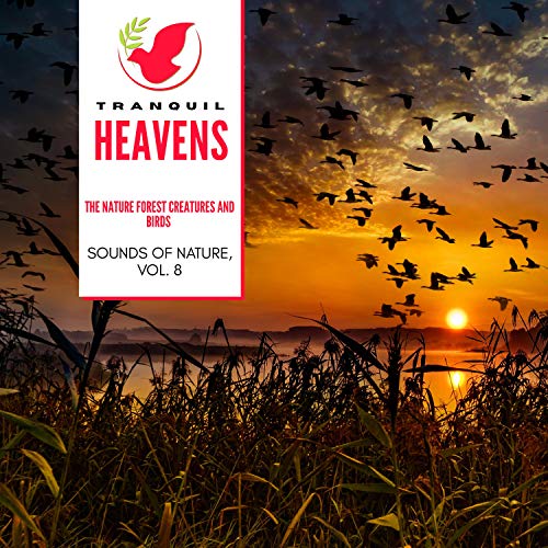 The Nature Forest Creatures and Birds - Sounds of Nature, Vol. 8 von ...