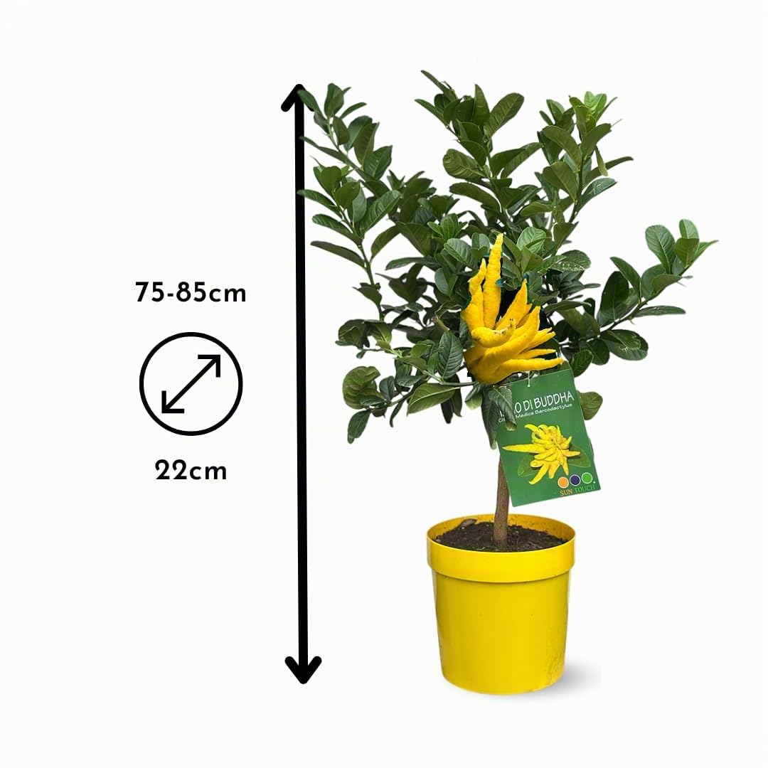 Attitude Jardin - Main de bouddha - citrus medica var. sarcodactylis - agrume méditerranéen - arbre fruitier - 75-85 cm - ⌀ 22 cm