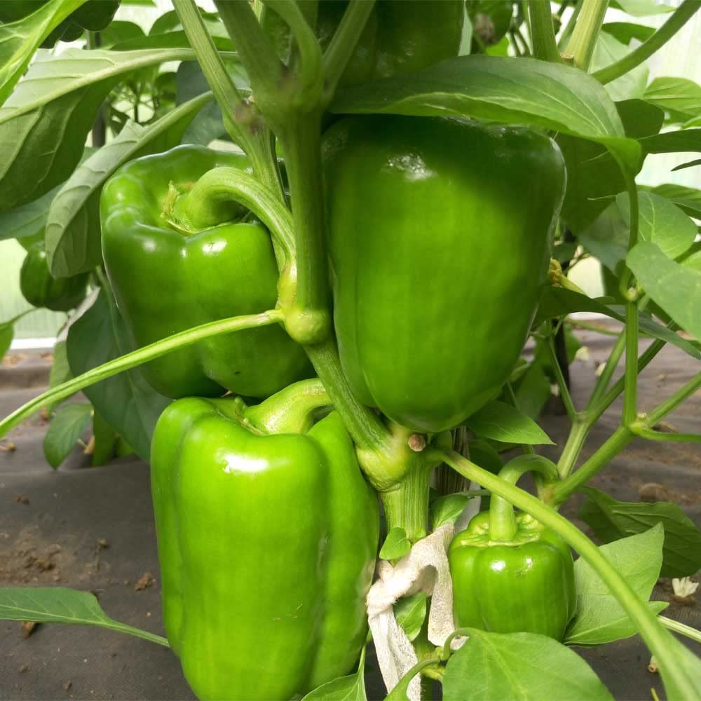 Go4plants Orgainc capsicum Seeds for Home Garden Vegetables Shimla Mirch all Seasons Seed pack of 200+ (B0BHD9VZXS) Amazon Price History, Amazon Price Tracker