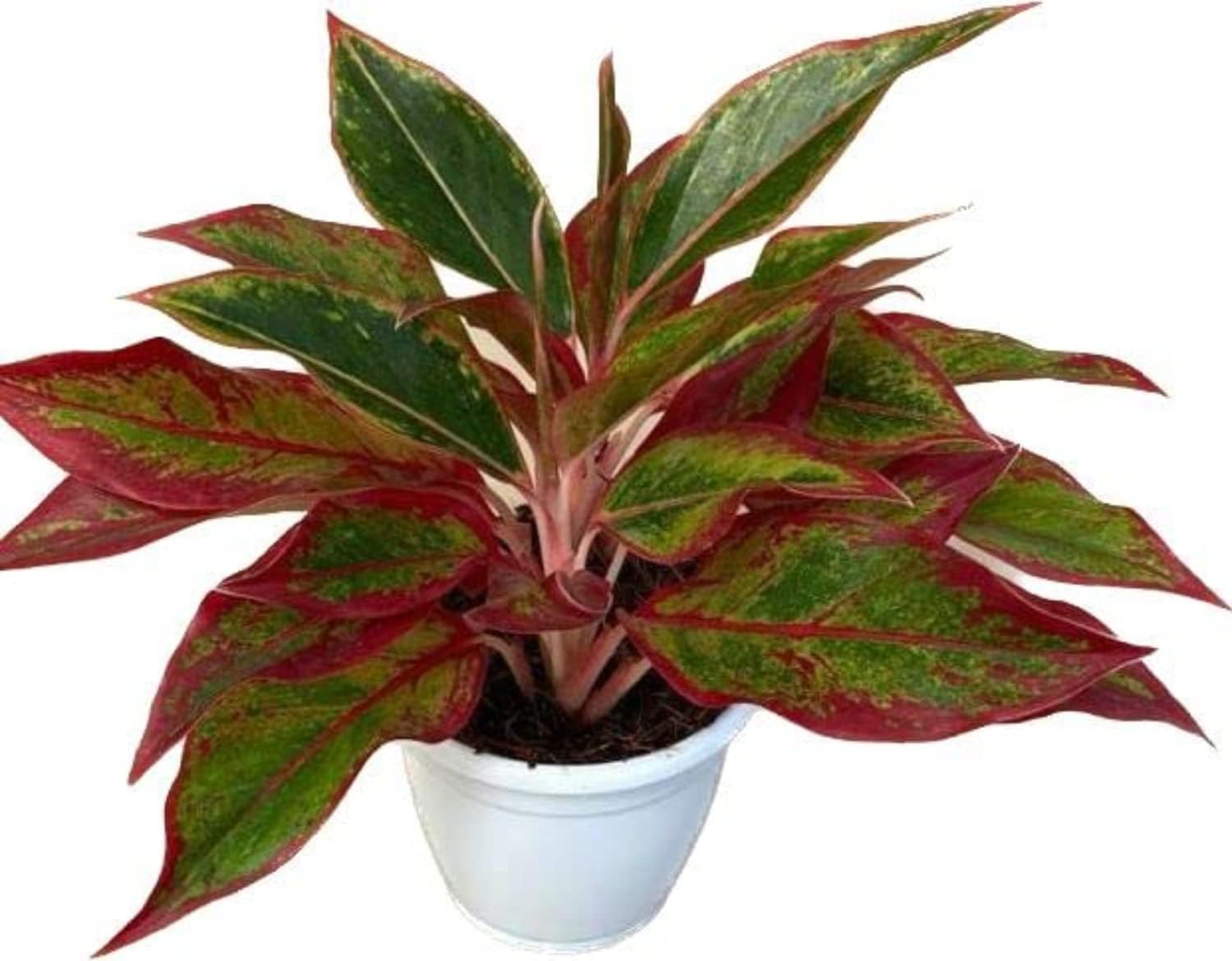 See full amazon price history chart for GOOD HOMES INDIA Aglaonema Plant | Aglaonema Plants Red Natural Live Indoor Plant with Pot | Natural Live Plant Indoor Air Purifier | Home, Office, Livingroom, Bedroom,Patio, Garden Decor GOOD HOMES INDIA Aglaonema Plant | Aglaonema Plants Red Natural Live Indoor Plant with Pot | Natural Live Plant Indoor Air Purifier | Home, Office, Livingroom, Bedroom,Patio, Garden Decor (B0CJFRFLDT) Amazon Price History, Amazon Price Tracker