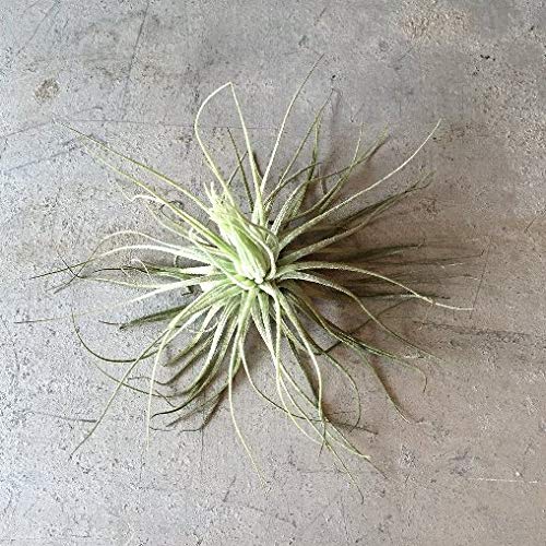 Tillandsia magnusiana