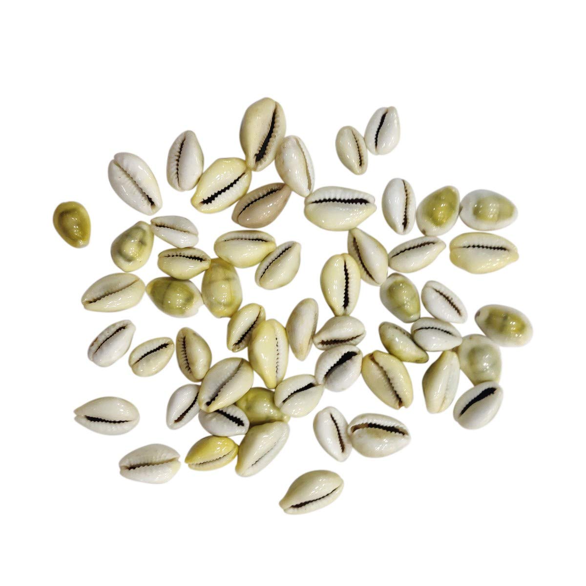 9Dzine Laxmi Kaudi Original 11 Pieces Lakshmi Peeli Koudi Kawdi Cowrie Kowdi for Vastu Diwali Puja Dhanters Pooja Room Wealth Good Luck and Prosperity