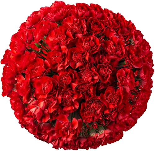 Vista 9 de GlobalRose 100 flores de clavel blanco - Claveles frescos de entrega al día siguiente Prime - Ramo fresco recogido a mano para graduación