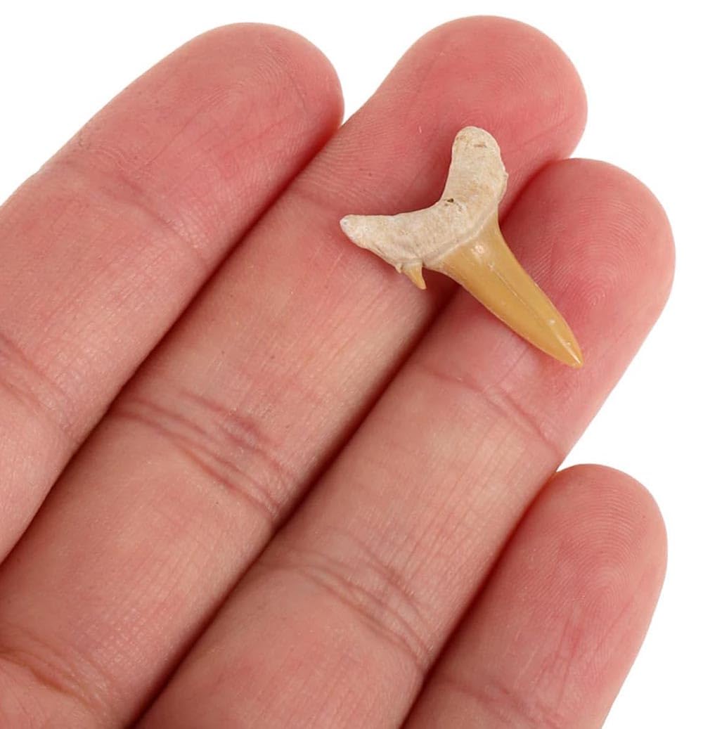 Fossiles Dents de requin Megalodon Lot de 4 dents de requin en pierres naturelles pour l'éducation, la décoration de la maison, cadeau pour enfants