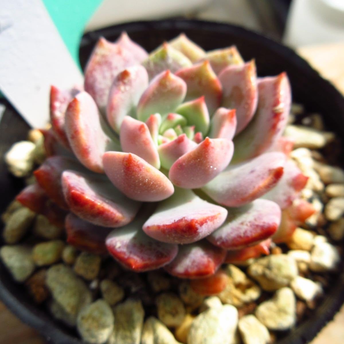 Amazon.co.jp: ！！多肉植物 コスモス レア苗 韓国苗 美苗 農園直売