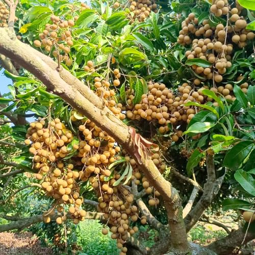 Semi di longan, Dimocarpus longan - semi di balcone da frutto colonnari resistenti per giardino 55pcs