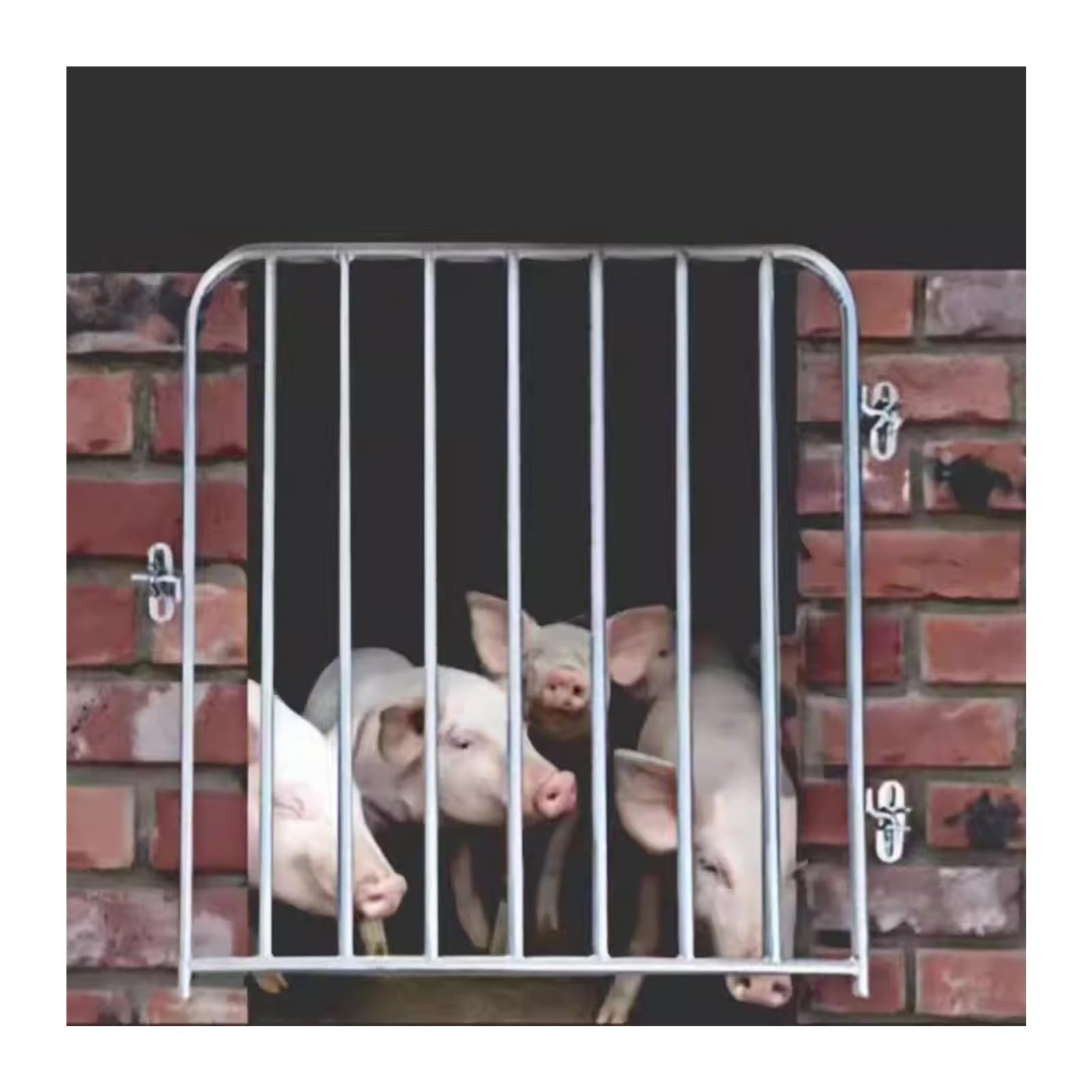 Protection des animaux de jardin contre les prédateurs extérieurs
