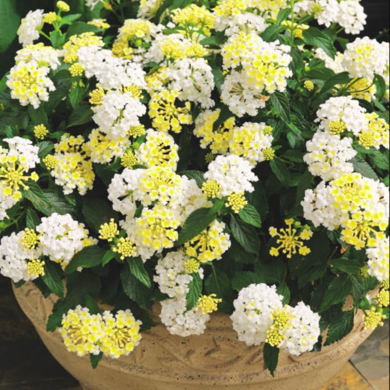 AVERAR Set 2 White Lantana