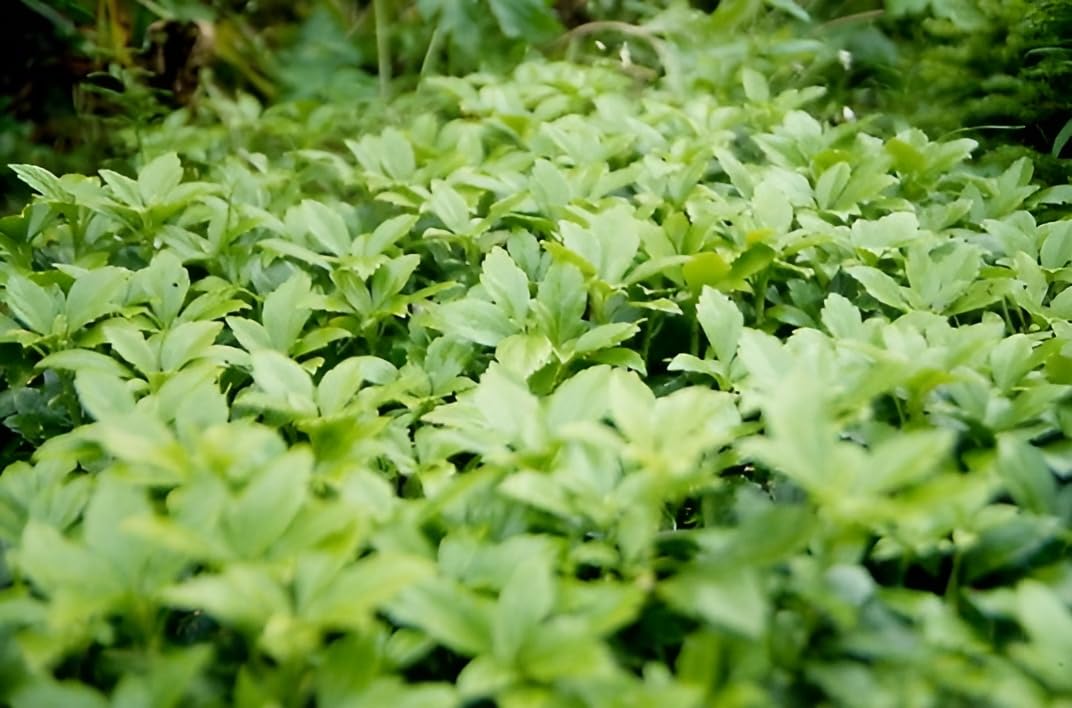 Stauden Gänge 10 x Pachysandra terminalis 'Green Carpet' Dickmännchen