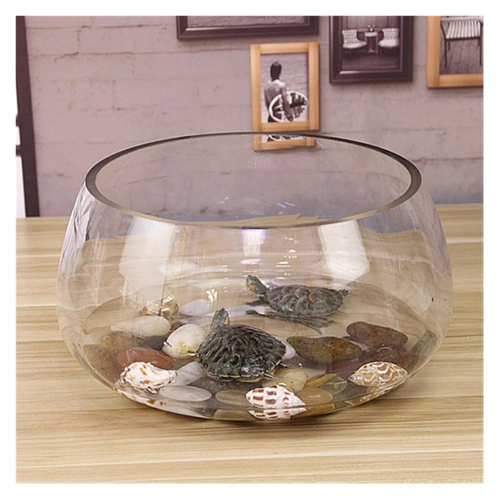 Aquarium Rundes, ökologisches, kleines, transparentes Aquarium aus Glas for Zuhause und den Schreibtisch – ideal for Bepflanzen.(25cm)