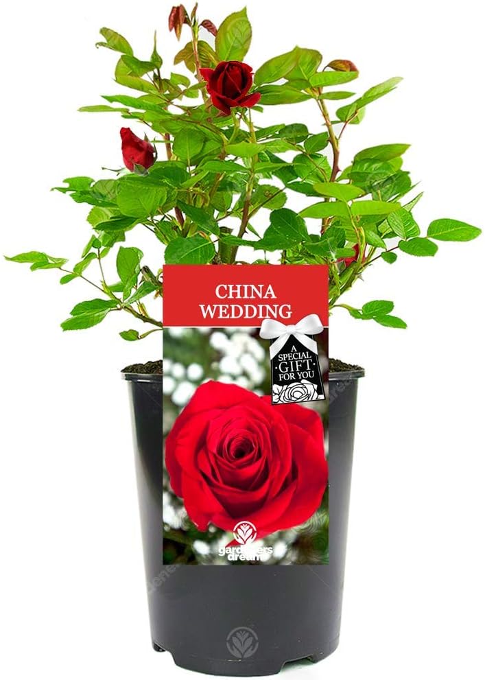 China Wedding Rose - 20th Wedding Anniversary - Help Celebrate a Special Couple's China Wedding Anniversary with a Unique Living Plant Gift