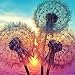 Ingzy 5D Diamond Painting Kits By Numbers DIY Full Diamonds Cross Stitch Wall Sticks,Dandelion(30x30CM/12"x12")
