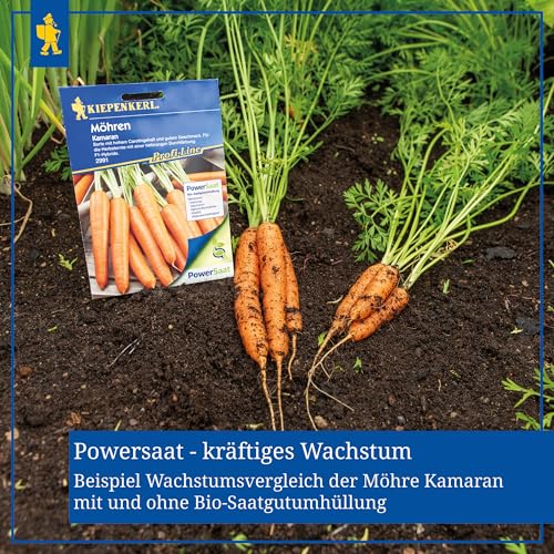 Kiepenkerl Profi-Line Kirschtomatensamen Crokini F1 Saatgut für Süße Cherrytomaten - Robuste Resistenzen gegen Pflanzenkrankheiten - Einfache Anzucht von Tomatenpflanzen im Garten, Gewächshaus & Kübel