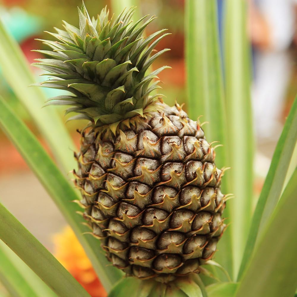 Yougarden  Pineapple Plant (12Cm Pot) - 