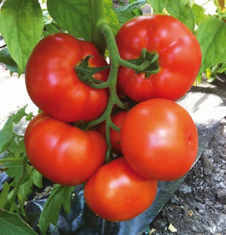 M-Tech Gardens Rare Hybrid Tomato " Russian Giant " Exotic 100 Vegetable Seeds for Growing (B0BNTF1GY9) Amazon Price History, Amazon Price Tracker