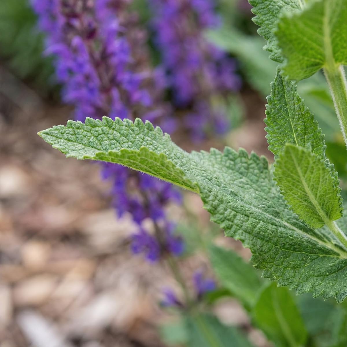 Bloomique - Juego de 6 - Salvia Ostfriesland - Salvia - Resistente al invierno - Perenne - Apta para abejas - 10-20 cm de altura - Maceta de 9 cm