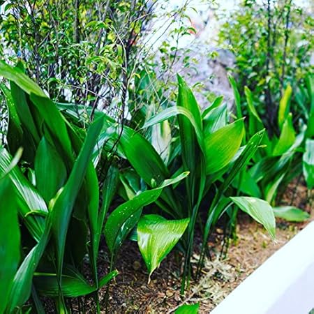 Amazon ハラン ポット苗 常緑低木 耐寒性 日陰 花 Amazon ハラン ポット苗 常緑低木 耐寒性 日陰 花