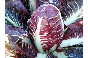Heirloom Red Treviso-Like Radicchio Seeds