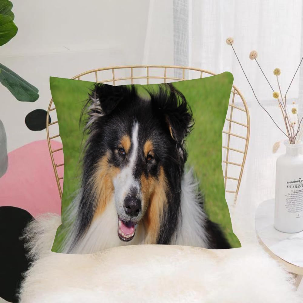 HYMSXW Cushion Cover,Throw Pillow Case Home Decorative for Living Room Bedroom Sofa Chair 20X20 Inch,Close up shot of a tri-color rough collie,Pillowcase 50X50cm